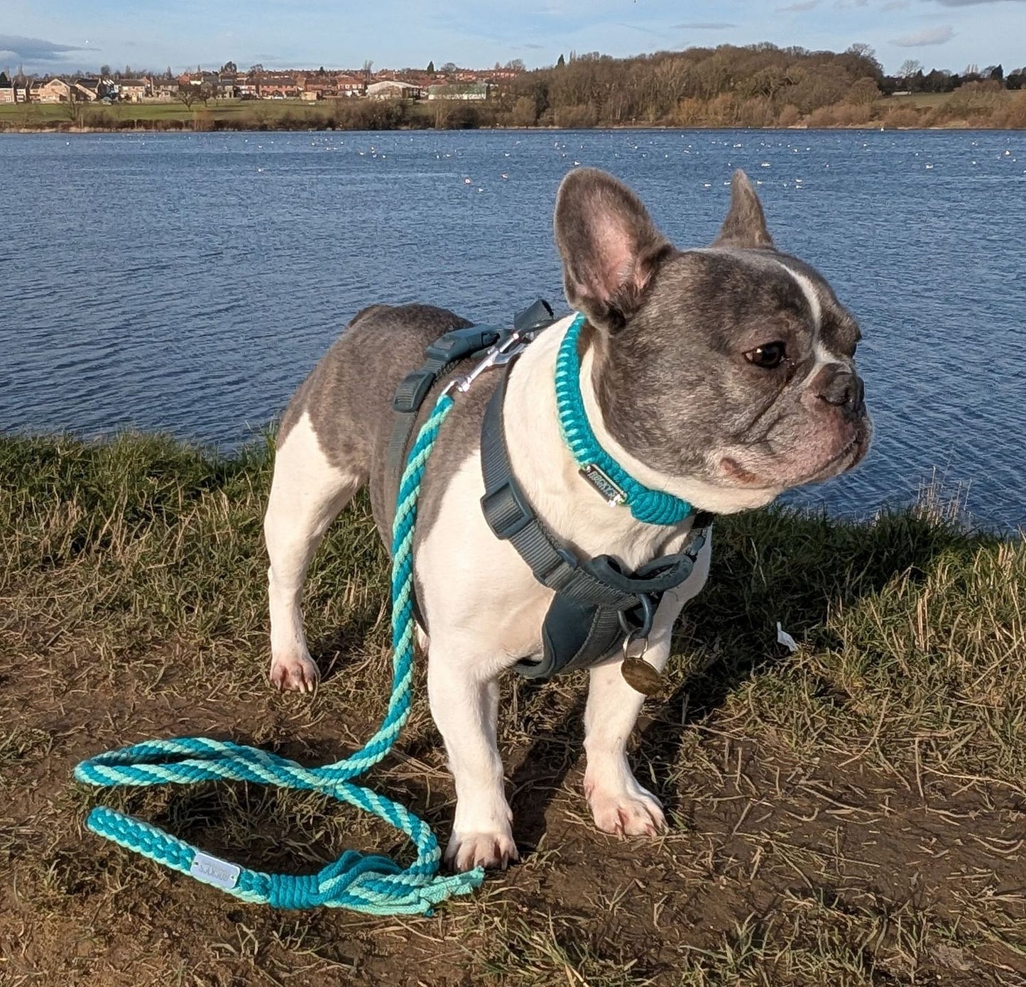 Make Your Own Dog Lead Craft Kit - MINT