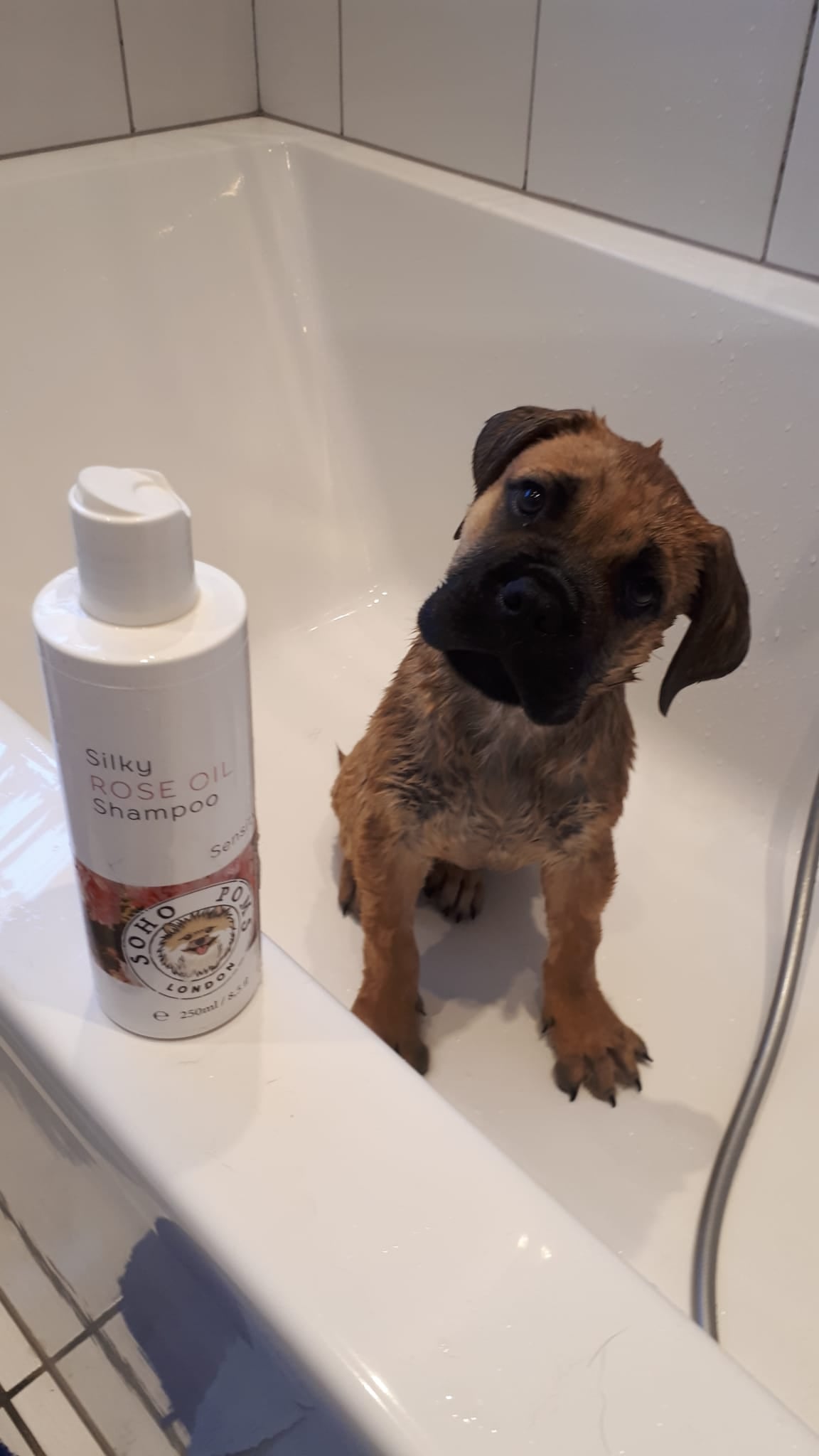 Rose Oil Dog Shampoo by SohoPoms - 250ml