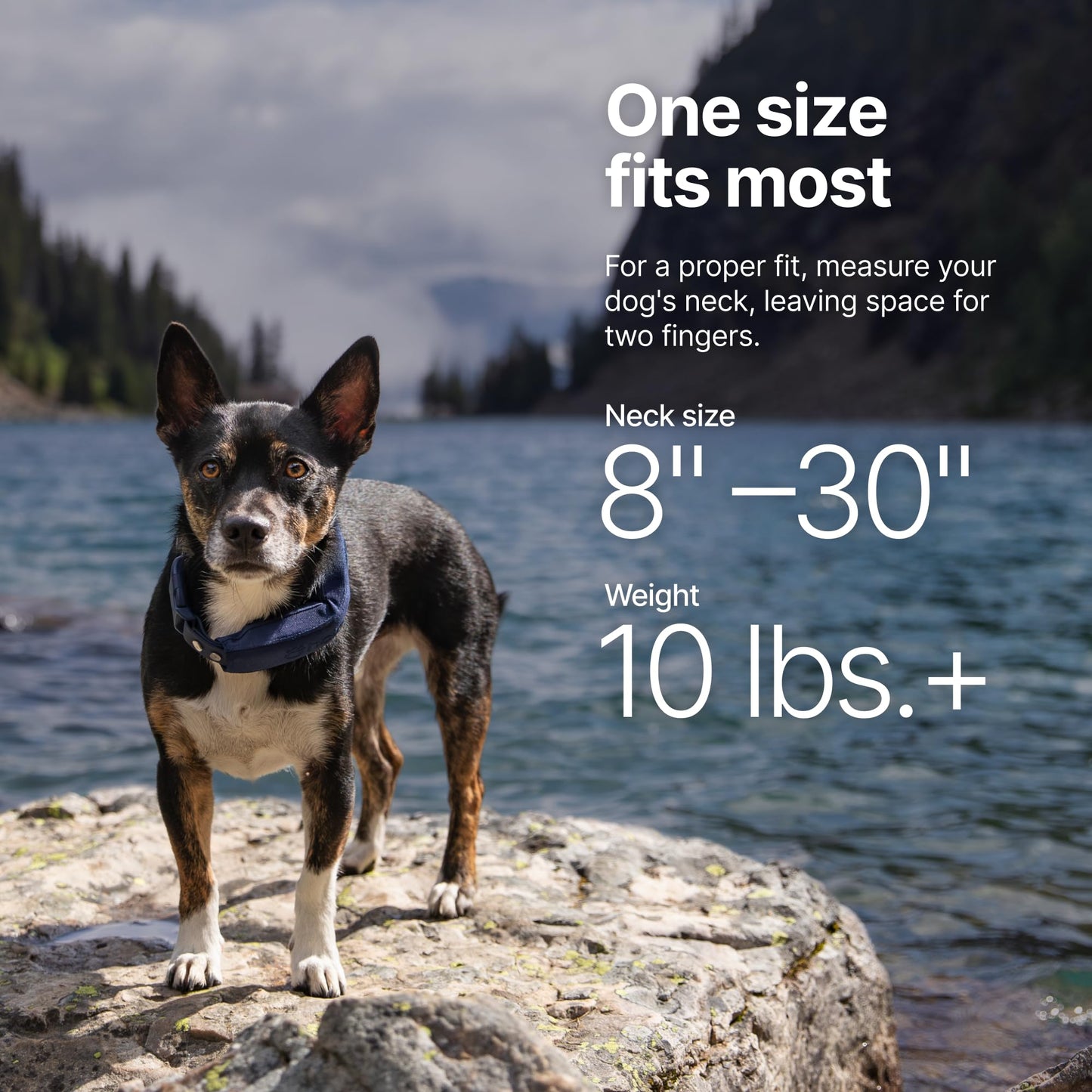 Halo Collar 5 GPS Dog Fence & Waterproof Collar – Real-Time Tracking & Adjustable Fit