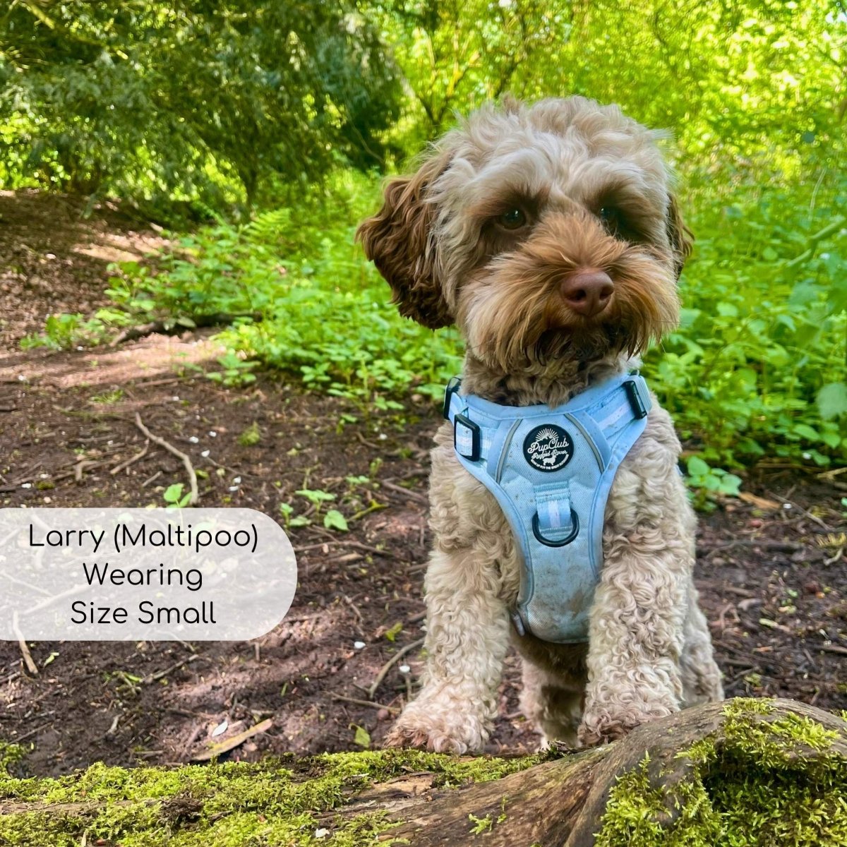 Rugged Rover™ Harness - Pastel Blue